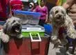 Alergias alimenticias en niños: El beneficio de tener perros o gatos