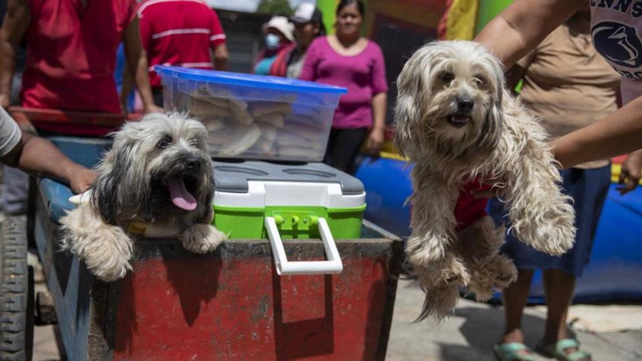 Alergias alimenticias en niños: El beneficio de tener perros o gatos