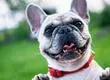 Perro salvó la vida de su dueño tras comerse un dedo de su pie