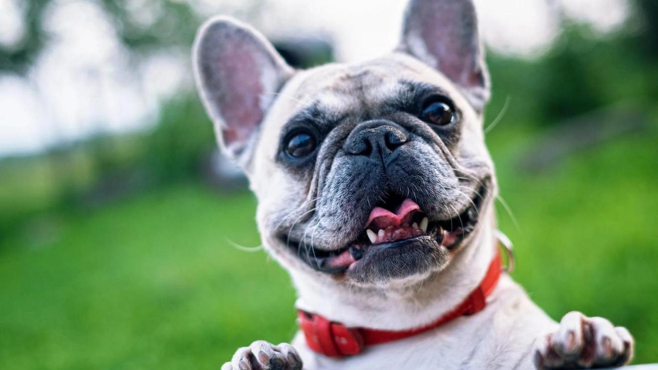 Perro salvó la vida de su dueño tras comerse un dedo de su pie