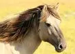 Captan a hombre asaltando a personas mientras montaba un caballo