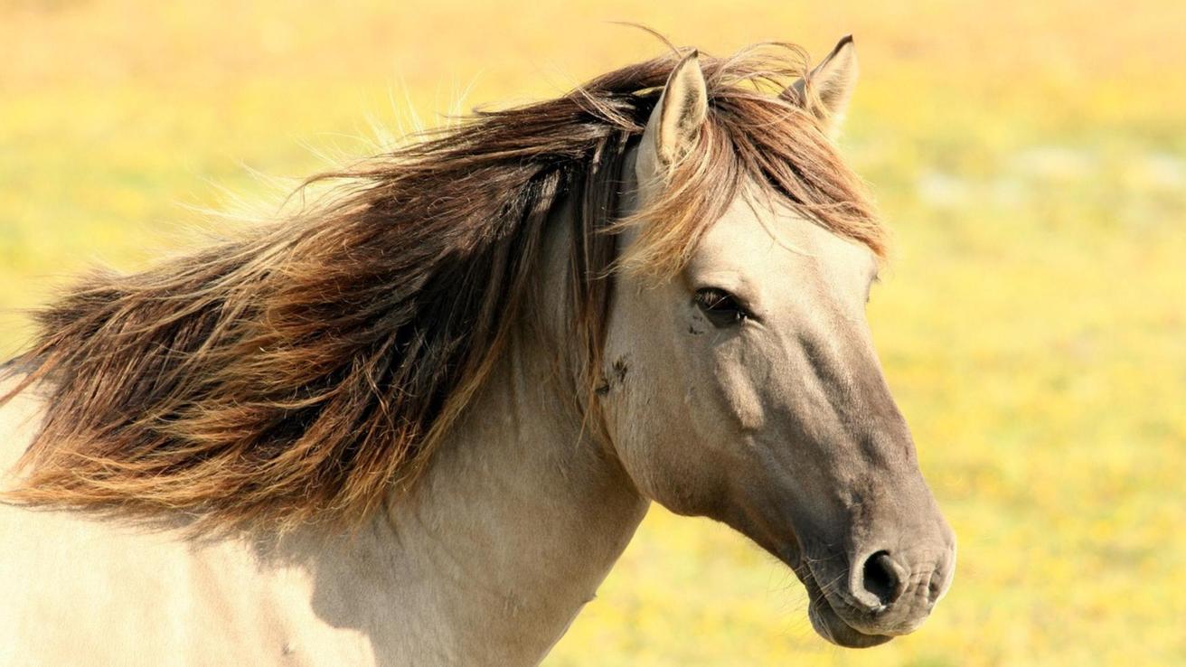 Captan a hombre asaltando a personas mientras montaba un caballo