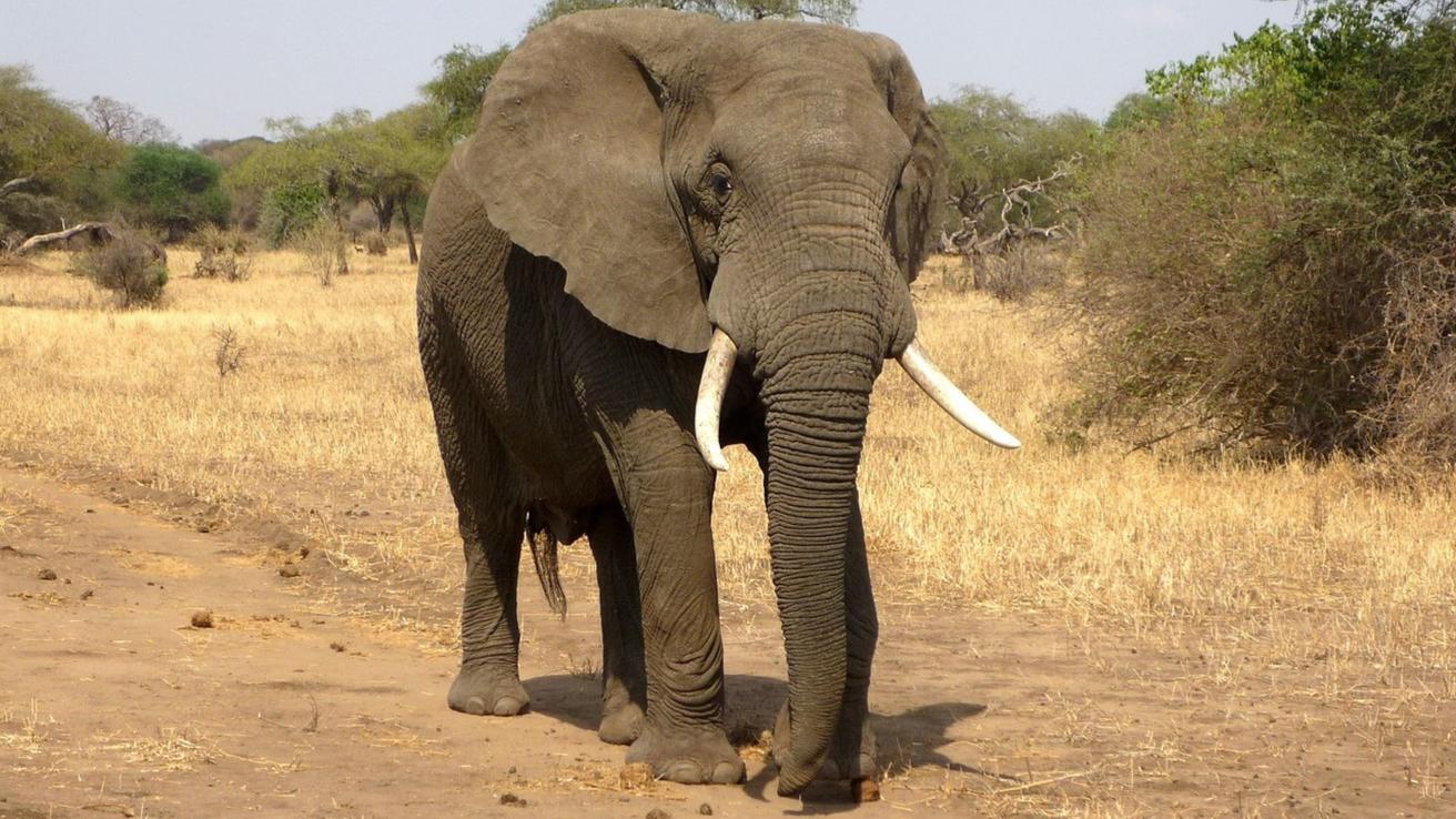 Capturan a elefante que robaba tiendas de arroz en India: También mató a seis personas