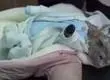 Detienen a mujer que escondía droga en la ropa de su gato: Lo hacía pasar por su bebé