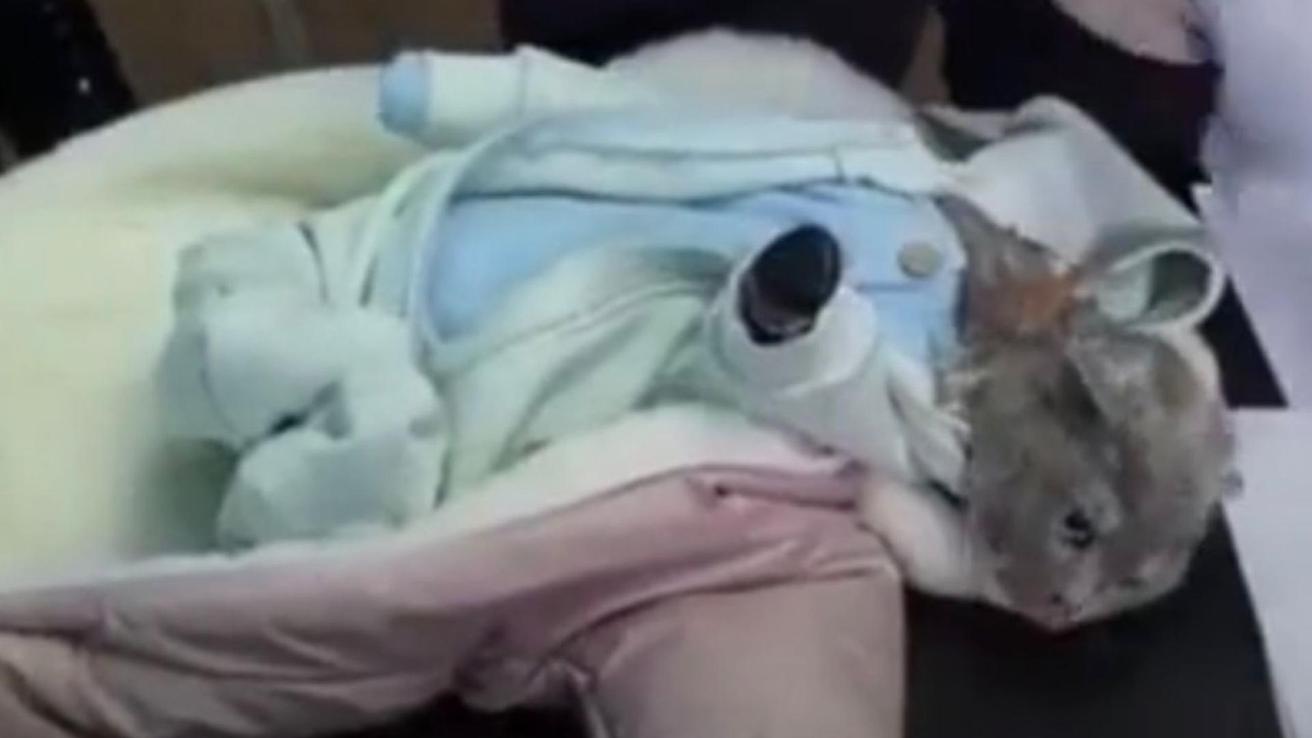 Detienen a mujer que escondía droga en la ropa de su gato: Lo hacía pasar por su bebé
