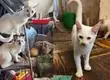 Crudo caso de maltrato animal: Rescatan a más de 20 gatos de ser congelados y cocinados