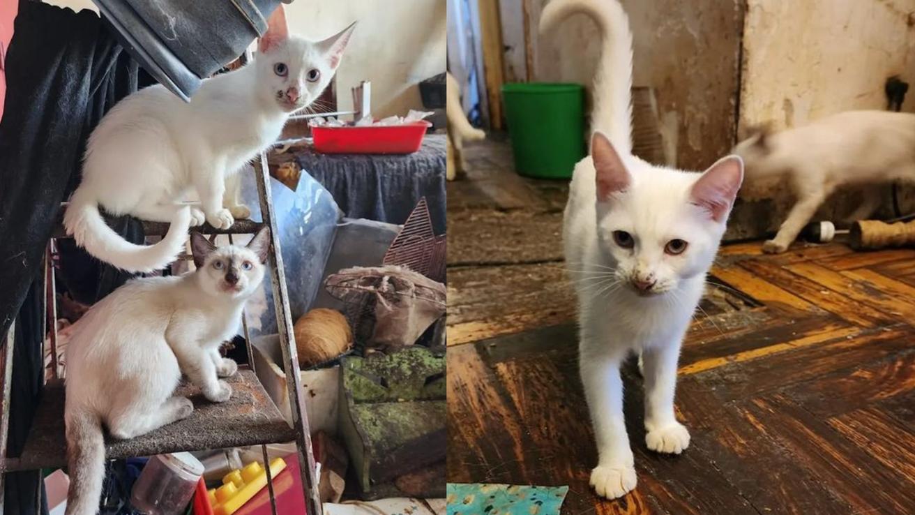 Crudo caso de maltrato animal: Rescatan a más de 20 gatos de ser congelados y cocinados