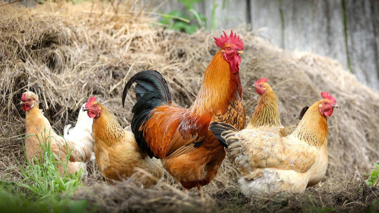 Hombre fue condenado por “matar del susto” a más de mil pollos que eran de su vecino